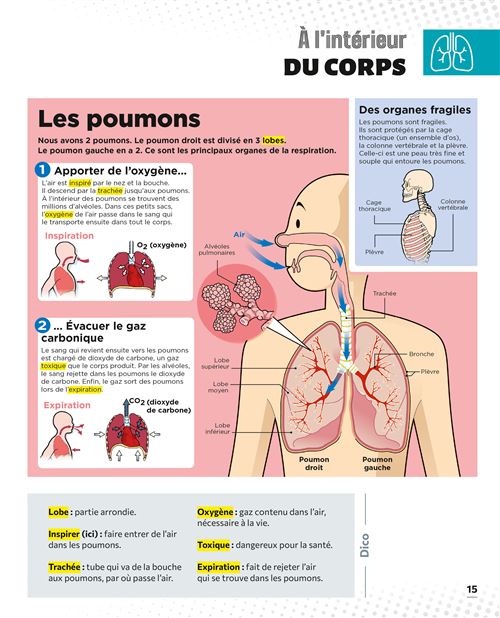 Le Petit Quotidien – L’encyclopédie visuelle – Corps humain. – Image 2