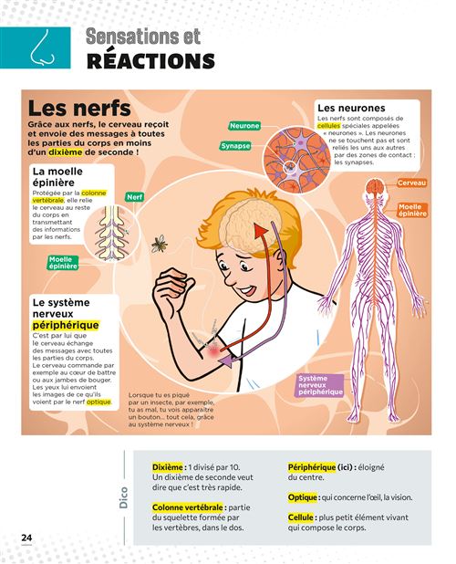 Le Petit Quotidien – L’encyclopédie visuelle – Corps humain. – Image 3
