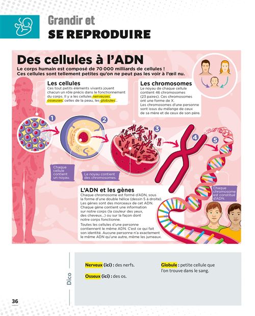 Le Petit Quotidien – L’encyclopédie visuelle – Corps humain. – Image 4